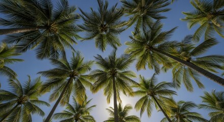 Fototapeta premium Lush green palm trees against a clear blue sky with bright sun filtering through