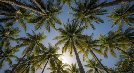 Looking Up at Lush Green Palm Trees Against a Clear Blue Sky on a Sunny Tropical Day