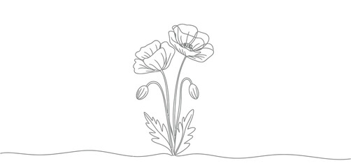 Elegant Line Drawing of Two Poppies with Buds