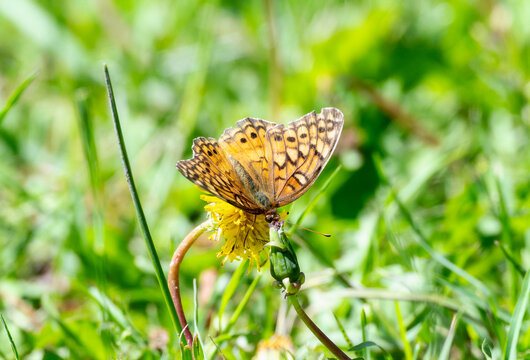 Fototapeta Variegated Fritillary (Euptoieta claudia) butterfly perched on a dandelion flower in a lush green meadow