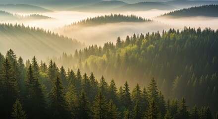 Misty forest landscape with sun rays breaking through fog over evergreen hills at sunrise