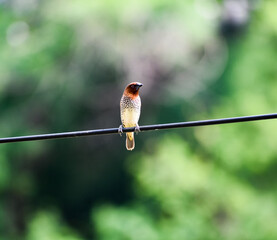 Close-up of a Scaly-breasted Munia perched on a wire against a soft green background.