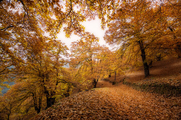 Bosque de cobre, Genal Málaga