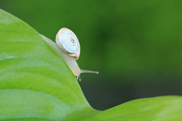 Caracol