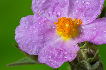 Naklejka premium Flor Jara de talle, Flor rosa. 