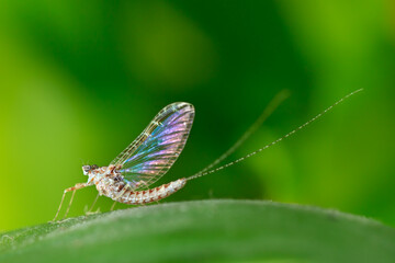 Obraz premium Efímera