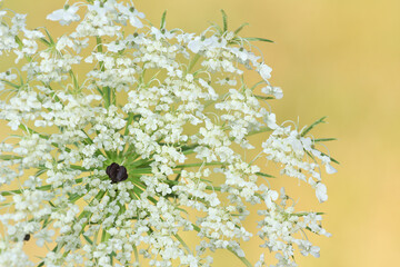 Flor blanca, zanahoria