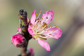 Flor rosa 