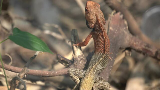 The Oriental Garden Lizard is a colorful, agile reptile known for rapid color changes, territorial behavior, and insect-eating habits.