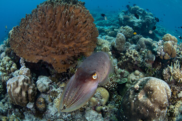 A Broadclub cuttlefish, Sepia latimanus,  swims over a coral reef in the Lesser Sunda Islands....