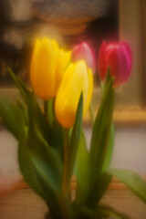 Red and yellow defocused spring flower of tulips in the background. Red, yellow and green colors