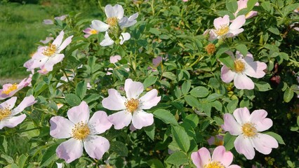 white flowers in the garden