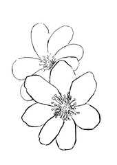 hepatica