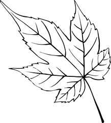 leaves