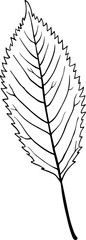 leaves