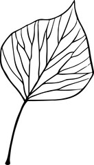 leaves