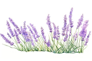Naklejka premium Lavender blossom flower plant.