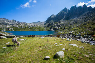 Summer landscape in Vall de Boi in Aiguestortes and Sant Maurici National Park, Spain