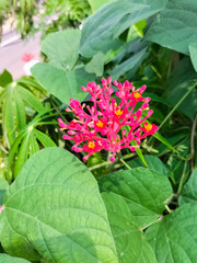 View of Gout plant or Guatemalan rhubarb or Jatropha podagrica. Macro shot.
