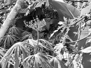 View of Gout plant or Guatemalan rhubarb or Jatropha podagrica. Macro shot.
