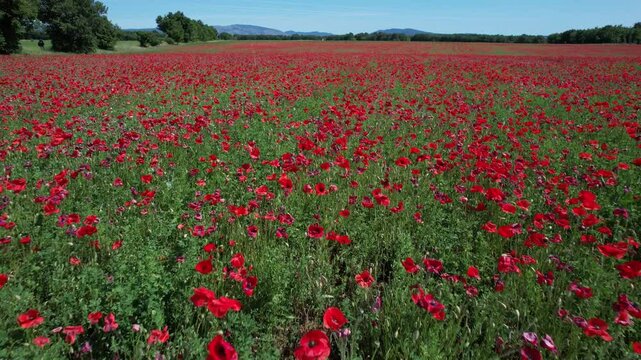 champs de coquelicots dans le Verdon