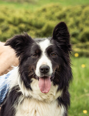 border collie dog