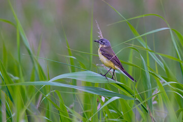 Wiesenschafstelze  Jungvogel (Motacilla flava flava) in Brandenburg