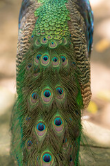 Peacock colorful feather background,close up of pretty peacock feathers