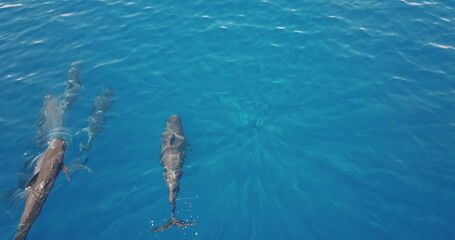 Four dolphins whales swimming gracefully in the vibrant blue ocean create a captivating scene. Captured from an aerial perspective, showcases their playful interaction in a serene aquatic paradise