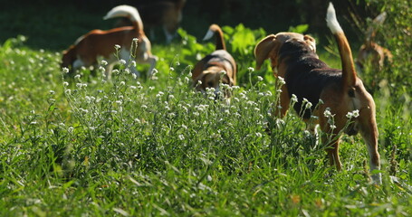 Group of beagle dogs exploring a sunlit meadow, surrounded by lush greenery and wildflowers. Their playful nature and wagging tails convey a sense of joy and freedom in the natural setting