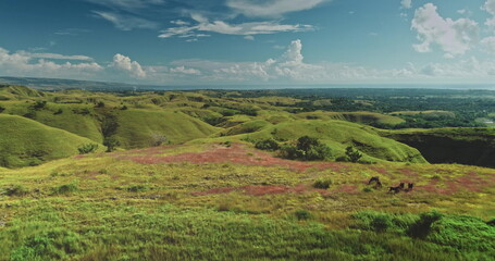 Fototapeta premium Wild horses grazing on colorful meadow with green hills and blue sea on the horizon in Sumba Island, Indonesia, an idyllic landscape captured by drone