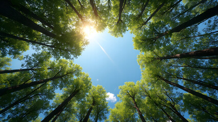 looking up through trees sky. forest canopy view. nature perspective from below. ultra realistic tree circle visualization.