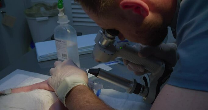 The veterinary ophthalmologist examines the eye of a sedative cat using a specialized microscope, demonstrating the exact procedure in a veterinary clinic. Examination of the cat with a slot lamp.
