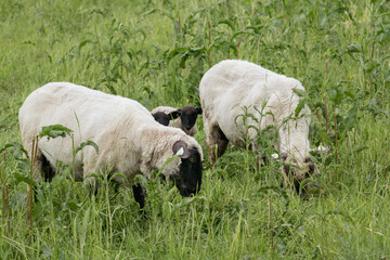 Obraz premium Three Sheep Feeding in Overgrown Meadow – Livestock in Natural Rural Environment