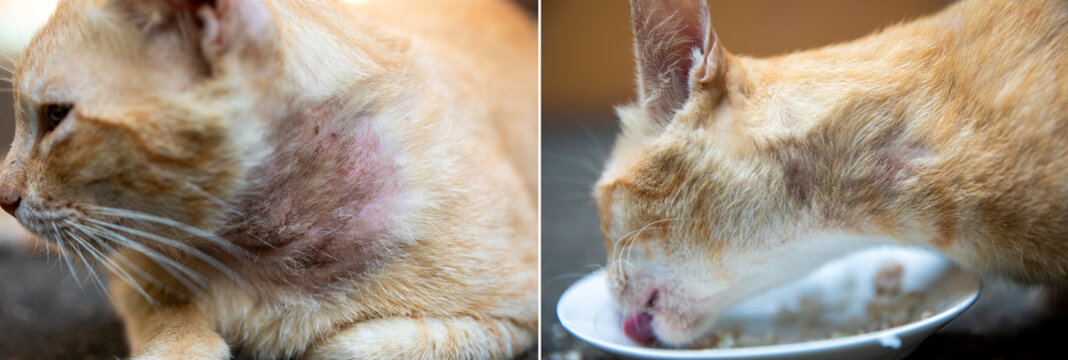 Before and After Treatment of Stray Cat for Notoedres, Sarcoptes and Mange Using Ivermectin, Selamectin, Sulfur Shampoo and Anti-Mange Soap with Visible Hair Regrowth on Neck and Ear