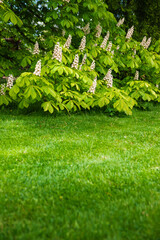 Outdoor botanical setting filled with chestnut tree with white blossoms blooms over lush lawn