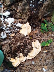 mushrooms in the forest