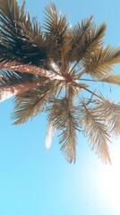 Fototapeta premium Palm trees sky backgrounds sunlight.