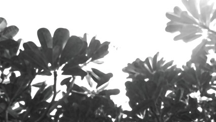 Shadow overlay, mysterious silhouette of tree leaf shadow overlay. calm and tranquil design from natur, ideal for background, texture or botanical pattern on dark backdrop