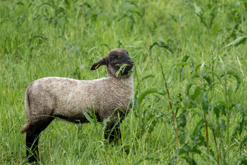 Fototapeta premium Curious Lamb Standing Alert in Summer Meadow – Black-Faced Young Sheep in Vertical Rural Composition