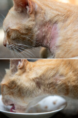 Before and After Treatment of Stray Cat for Notoedres, Sarcoptes and Mange Using Ivermectin, Selamectin, Sulfur Shampoo and Anti-Mange Soap with Visible Hair Regrowth on Neck and Ear