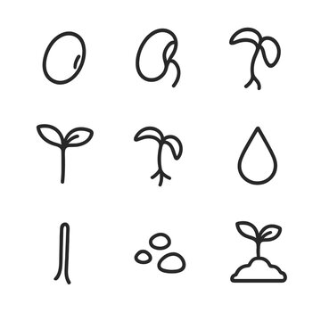 Sprout Germination Icons. Outline icon set of sprout germination stages: seed coat, radicle emergence, hypocotyl arc, cotyledon