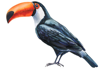 Watercolor toucan bird illustration, tropical exotic animal with bright orange beak, hand-painted wildlife art isolated on white