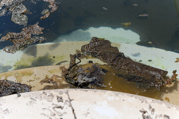 Close-up of a swimming pool with algae, dirty steps, and murky, stagnant water.