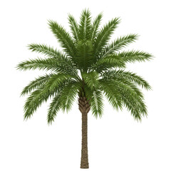 Palm tree with green leaves isolated on transparent background