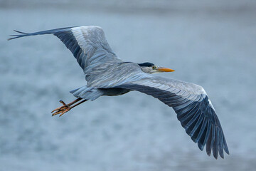  Heron in Flight Over Water