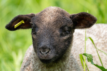 Young Black-Faced Lamb Eating Wild Grass in Countryside &ndash; Detailed Livestock Photography