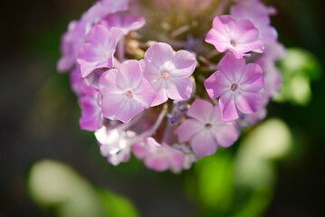 blooming phlox bush in sunlight in the garden, summer floral background	
