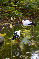 White storks looking for food in water outdoors in nature