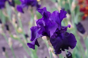 Dark purple iris flower close-up on summer flower bed background in ornamental plant nursery in summer as a landscaping concept